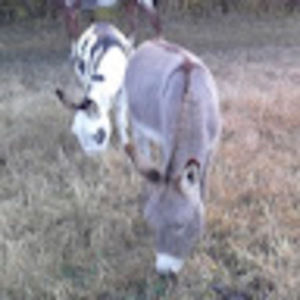 Meet your Posher, Abbie